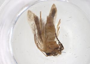  ( - CBG-A51474-A02)  @11 [ ] CreativeCommons - Attribution Share - Alike (2024) Centre for Biodiversity Genomics Centre for Biodiversity Genomics