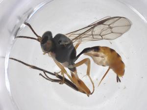  ( - CBG-A51474-C08)  @11 [ ] CreativeCommons - Attribution Share - Alike (2024) Centre for Biodiversity Genomics Centre for Biodiversity Genomics