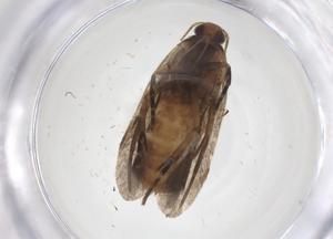  ( - CBG-A51474-H02)  @11 [ ] CreativeCommons - Attribution Share - Alike (2024) Centre for Biodiversity Genomics Centre for Biodiversity Genomics