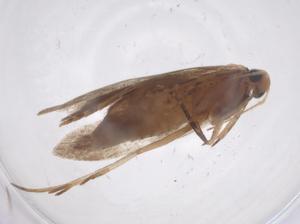  ( - CBG-A51488-C12)  @11 [ ] CreativeCommons - Attribution Share - Alike (2024) Centre for Biodiversity Genomics Centre for Biodiversity Genomics