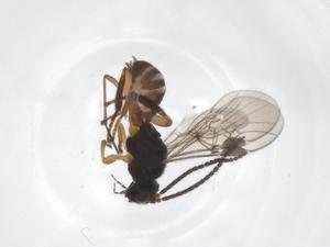  ( - CBG-A51490-H10)  @11 [ ] CreativeCommons - Attribution Share - Alike (2024) Centre for Biodiversity Genomics Centre for Biodiversity Genomics