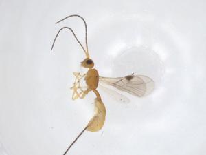  ( - CBG-A51493-E10)  @11 [ ] CreativeCommons - Attribution Share - Alike (2024) Centre for Biodiversity Genomics Centre for Biodiversity Genomics