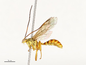  ( - CBG-A51959-A06)  @11 [ ] CreativeCommons - Attribution Share - Alike (2024) CBG Photography Group Centre for Biodiversity Genomics