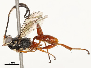  ( - CBG-A53608-D08)  @11 [ ] CreativeCommons - Attribution Share - Alike (2024) CBG Photography Group Centre for Biodiversity Genomics