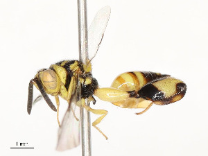  (Conura Malaise2017 - CBG-A53610-A06)  @11 [ ] CreativeCommons - Attribution Share - Alike (2024) CBG Photography Group Centre for Biodiversity Genomics