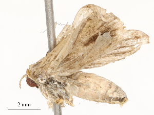  ( - CBG-A53611-F10)  @11 [ ] CreativeCommons - Attribution Share - Alike (2024) CBG Photography Group Centre for Biodiversity Genomics