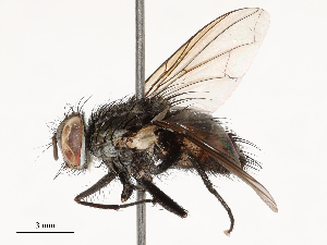  (Hyphantrophaga calva - CBG-A53644-C01)  @11 [ ] CreativeCommons - Attribution Share - Alike (2024) CBG Photography Group Centre for Biodiversity Genomics