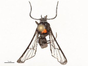  ( - CBG-A53676-C05)  @11 [ ] CreativeCommons - Attribution Share - Alike (2024) CBG Photography Group Centre for Biodiversity Genomics