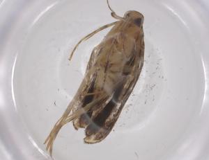  ( - CBG-A53681-C05)  @11 [ ] CreativeCommons - Attribution Share - Alike (2024) Centre for Biodiversity Genomics Centre for Biodiversity Genomics