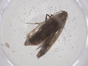  ( - CBG-A53683-C04)  @11 [ ] CreativeCommons - Attribution Share - Alike (2024) Centre for Biodiversity Genomics Centre for Biodiversity Genomics