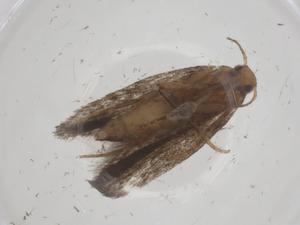  ( - CBG-A53684-C03)  @11 [ ] CreativeCommons - Attribution Share - Alike (2024) Centre for Biodiversity Genomics Centre for Biodiversity Genomics