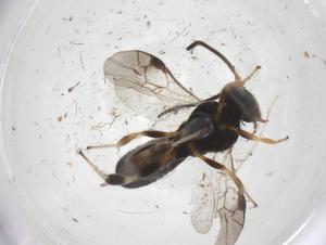  ( - CBG-A53687-H06)  @11 [ ] CreativeCommons - Attribution Share - Alike (2024) Centre for Biodiversity Genomics Centre for Biodiversity Genomics