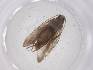  ( - CBG-A53688-A05)  @11 [ ] CreativeCommons - Attribution Share - Alike (2024) Centre for Biodiversity Genomics Centre for Biodiversity Genomics