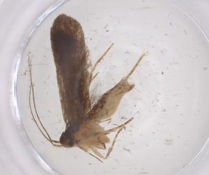  ( - CBG-A53688-A09)  @11 [ ] CreativeCommons - Attribution Share - Alike (2024) Centre for Biodiversity Genomics Centre for Biodiversity Genomics