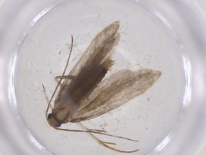  ( - CBG-A53688-B10)  @11 [ ] CreativeCommons - Attribution Share - Alike (2024) Centre for Biodiversity Genomics Centre for Biodiversity Genomics