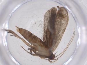  ( - CBG-A53688-F10)  @11 [ ] CreativeCommons - Attribution Share - Alike (2024) Centre for Biodiversity Genomics Centre for Biodiversity Genomics