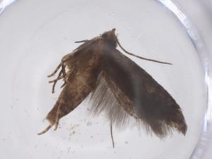  ( - CBG-A53732-F08)  @11 [ ] CreativeCommons - Attribution Share - Alike (2024) Centre for Biodiversity Genomics Centre for Biodiversity Genomics