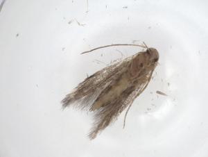  ( - CBG-A53733-D02)  @11 [ ] CreativeCommons - Attribution Share - Alike (2024) Centre for Biodiversity Genomics Centre for Biodiversity Genomics