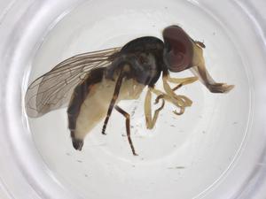  ( - CBG-A53848-A07)  @11 [ ] CreativeCommons - Attribution Share - Alike (2024) Centre for Biodiversity Genomics Centre for Biodiversity Genomics