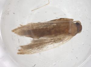  ( - CBG-A53848-A11)  @11 [ ] CreativeCommons - Attribution Share - Alike (2024) Centre for Biodiversity Genomics Centre for Biodiversity Genomics