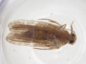  ( - CBG-A53848-H03)  @11 [ ] CreativeCommons - Attribution Share - Alike (2024) Centre for Biodiversity Genomics Centre for Biodiversity Genomics