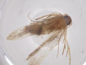  ( - CBG-A53852-D11)  @11 [ ] CreativeCommons - Attribution Share - Alike (2024) Centre for Biodiversity Genomics Centre for Biodiversity Genomics