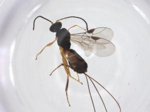  ( - CBG-A53854-D02)  @11 [ ] CreativeCommons - Attribution Share - Alike (2024) Centre for Biodiversity Genomics Centre for Biodiversity Genomics