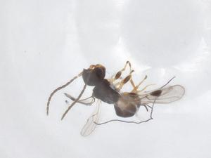  (Plynops Malaise8093 - CBG-A53891-D06)  @11 [ ] CreativeCommons - Attribution Share - Alike (2024) Centre for Biodiversity Genomics Centre for Biodiversity Genomics