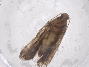  ( - CBG-A53918-A05)  @11 [ ] CreativeCommons - Attribution Share - Alike (2024) Centre for Biodiversity Genomics Centre for Biodiversity Genomics