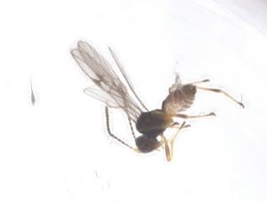  (Blacus Malaise7756 - CBG-A53920-E01)  @11 [ ] CreativeCommons - Attribution Share - Alike (2024) Centre for Biodiversity Genomics Centre for Biodiversity Genomics