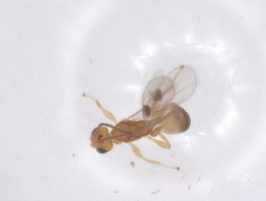  ( - CBG-A53920-E10)  @11 [ ] CreativeCommons - Attribution Share - Alike (2024) Centre for Biodiversity Genomics Centre for Biodiversity Genomics