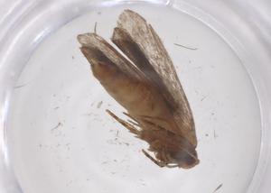  ( - CBG-A53922-A06)  @11 [ ] CreativeCommons - Attribution Share - Alike (2024) Centre for Biodiversity Genomics Centre for Biodiversity Genomics