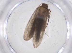  ( - CBG-A53928-B08)  @11 [ ] CreativeCommons - Attribution Share - Alike (2024) Centre for Biodiversity Genomics Centre for Biodiversity Genomics