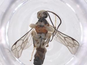  (Exochus Janzen03 - CBG-A53928-F02)  @11 [ ] CreativeCommons - Attribution Share - Alike (2024) Centre for Biodiversity Genomics Centre for Biodiversity Genomics
