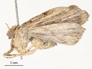  ( - CBG-A54353-E04)  @11 [ ] CreativeCommons - Attribution Share - Alike (2024) CBG Photography Group Centre for Biodiversity Genomics