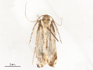  ( - CBG-A54370-A01)  @11 [ ] CreativeCommons - Attribution Share - Alike (2024) CBG Photography Group Centre for Biodiversity Genomics