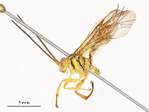  ( - CBG-A54371-B01)  @11 [ ] CreativeCommons - Attribution Share - Alike (2024) CBG Photography Group Centre for Biodiversity Genomics
