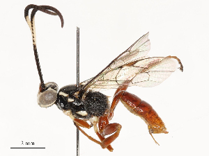  ( - CBG-A54371-E01)  @11 [ ] CreativeCommons - Attribution Share - Alike (2024) CBG Photography Group Centre for Biodiversity Genomics