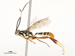  ( - CBG-A54371-F11)  @11 [ ] CreativeCommons - Attribution Share - Alike (2024) CBG Photography Group Centre for Biodiversity Genomics