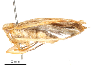  ( - CBG-A54372-E08)  @11 [ ] CreativeCommons - Attribution Share - Alike (2024) CBG Photography Group Centre for Biodiversity Genomics