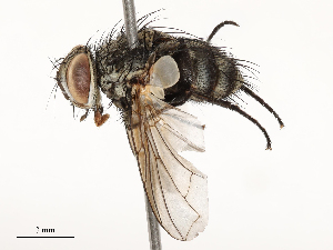  (Hyphantrophaga danausophaga - CBG-A54377-C04)  @11 [ ] CreativeCommons - Attribution Share - Alike (2024) CBG Photography Group Centre for Biodiversity Genomics