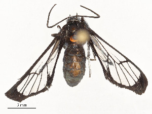  ( - CBG-A54378-D01)  @11 [ ] CreativeCommons - Attribution Share - Alike (2024) CBG Photography Group Centre for Biodiversity Genomics