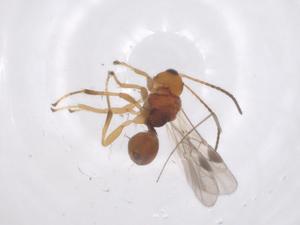  ( - CBG-A55109-E07)  @11 [ ] CreativeCommons - Attribution Share - Alike (2024) Centre for Biodiversity Genomics Centre for Biodiversity Genomics