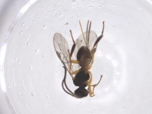  ( - CBG-A55127-G06)  @11 [ ] CreativeCommons - Attribution Share - Alike (2024) Centre for Biodiversity Genomics Centre for Biodiversity Genomics