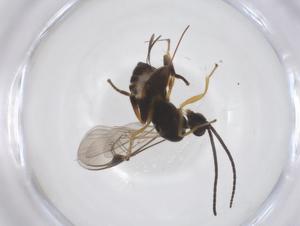  (Dolichogenidea Malaise5933 - CBG-A55131-D08)  @11 [ ] CreativeCommons - Attribution Share - Alike (2024) Centre for Biodiversity Genomics Centre for Biodiversity Genomics