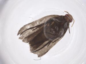  ( - CBG-A55133-H08)  @11 [ ] CreativeCommons - Attribution Share - Alike (2024) Centre for Biodiversity Genomics Centre for Biodiversity Genomics