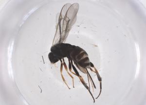  (Apanteles Rodriguez266 - CBG-A55248-B03)  @11 [ ] CreativeCommons - Attribution Share - Alike (2024) Centre for Biodiversity Genomics Centre for Biodiversity Genomics