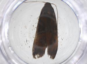  ( - CBG-A55253-G12)  @11 [ ] CreativeCommons - Attribution Share - Alike (2024) Centre for Biodiversity Genomics Centre for Biodiversity Genomics