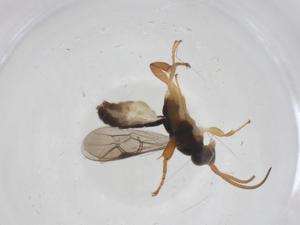  ( - CBG-A55254-B03)  @11 [ ] CreativeCommons - Attribution Share - Alike (2024) Centre for Biodiversity Genomics Centre for Biodiversity Genomics