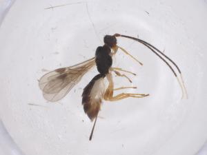  ( - CBG-A55259-C03)  @11 [ ] CreativeCommons - Attribution Share - Alike (2024) Centre for Biodiversity Genomics Centre for Biodiversity Genomics